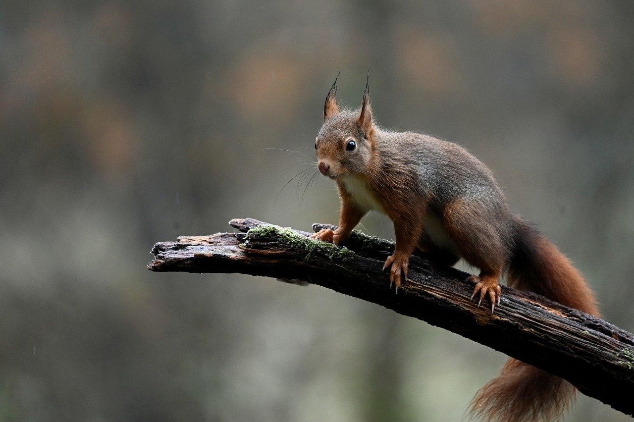Red squirrel on a branch