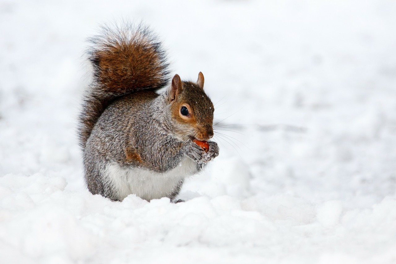 Squirrel in snow