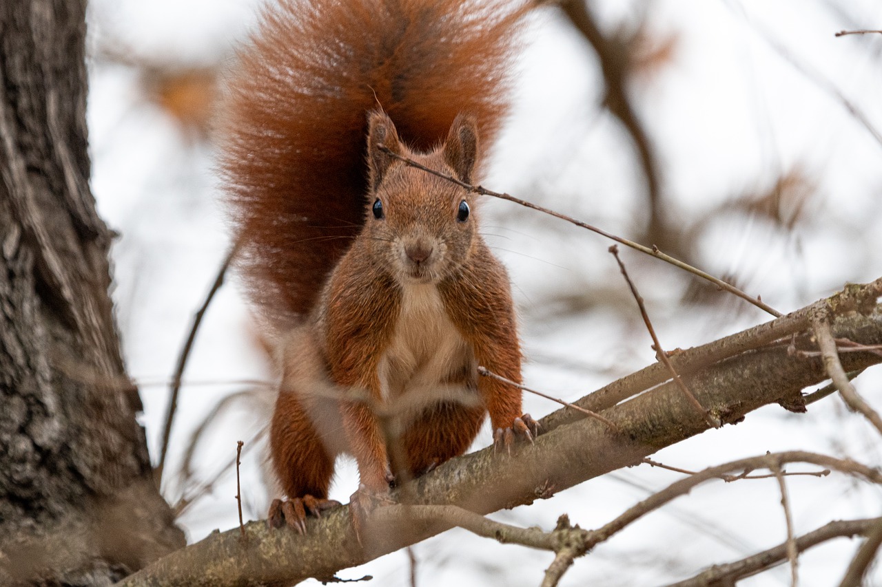 Squirrel climbing a tree