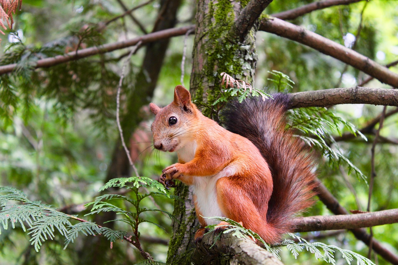 Squirrel sitting on a branch