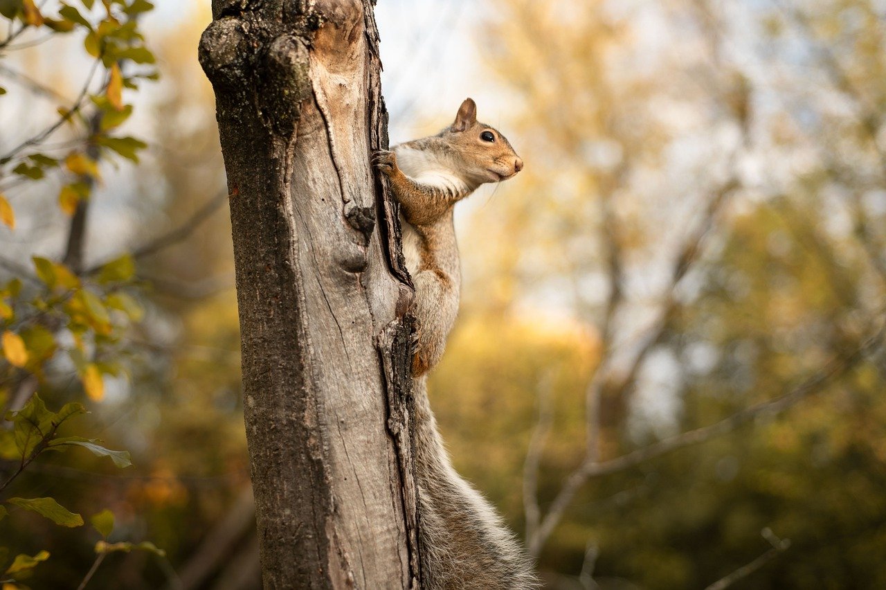 Squirrel climbing a tree